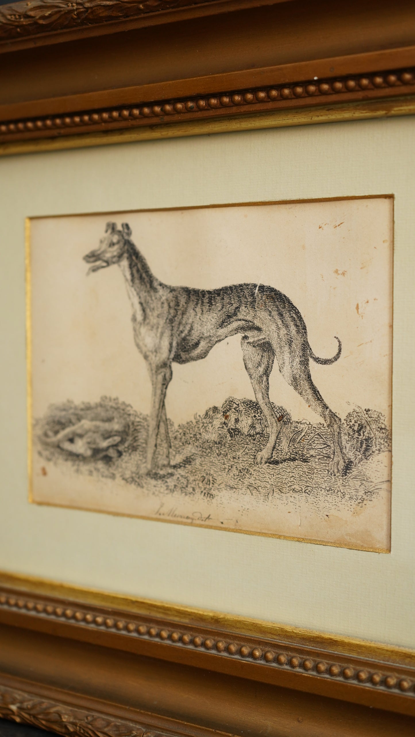 18th-Century British Sporting Etching of a Greyhound | After P. Murray, Delt.