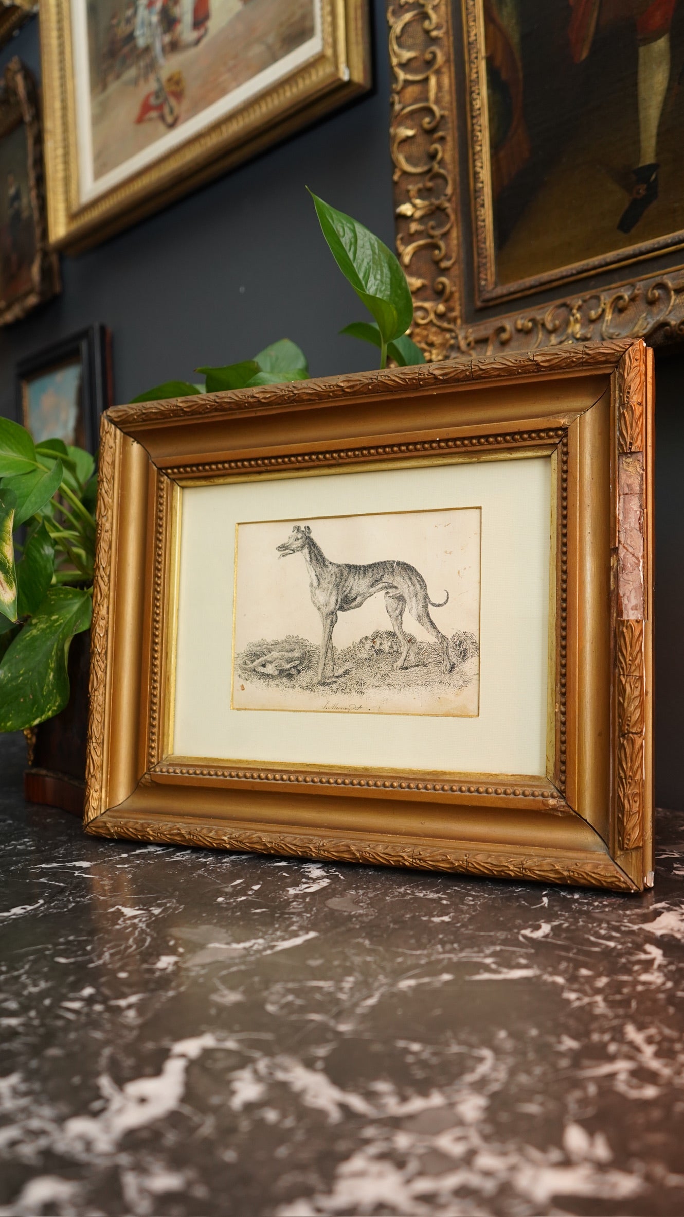 18th-Century British Sporting Etching of a Greyhound | After P. Murray, Delt.