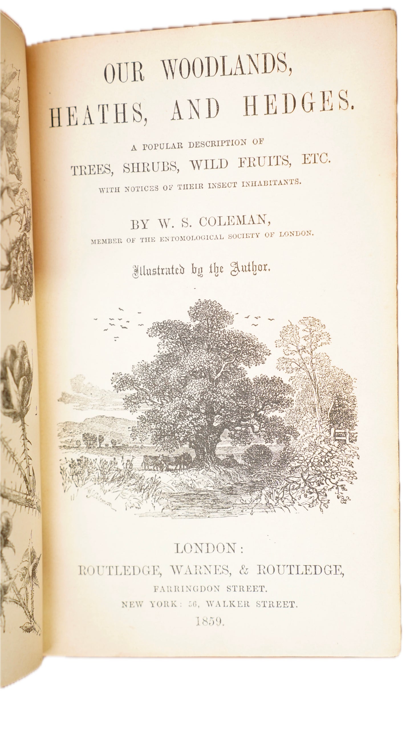 Antique Our Woodlands & British Butterflies W.S. Coleman Routledge 1859-1860