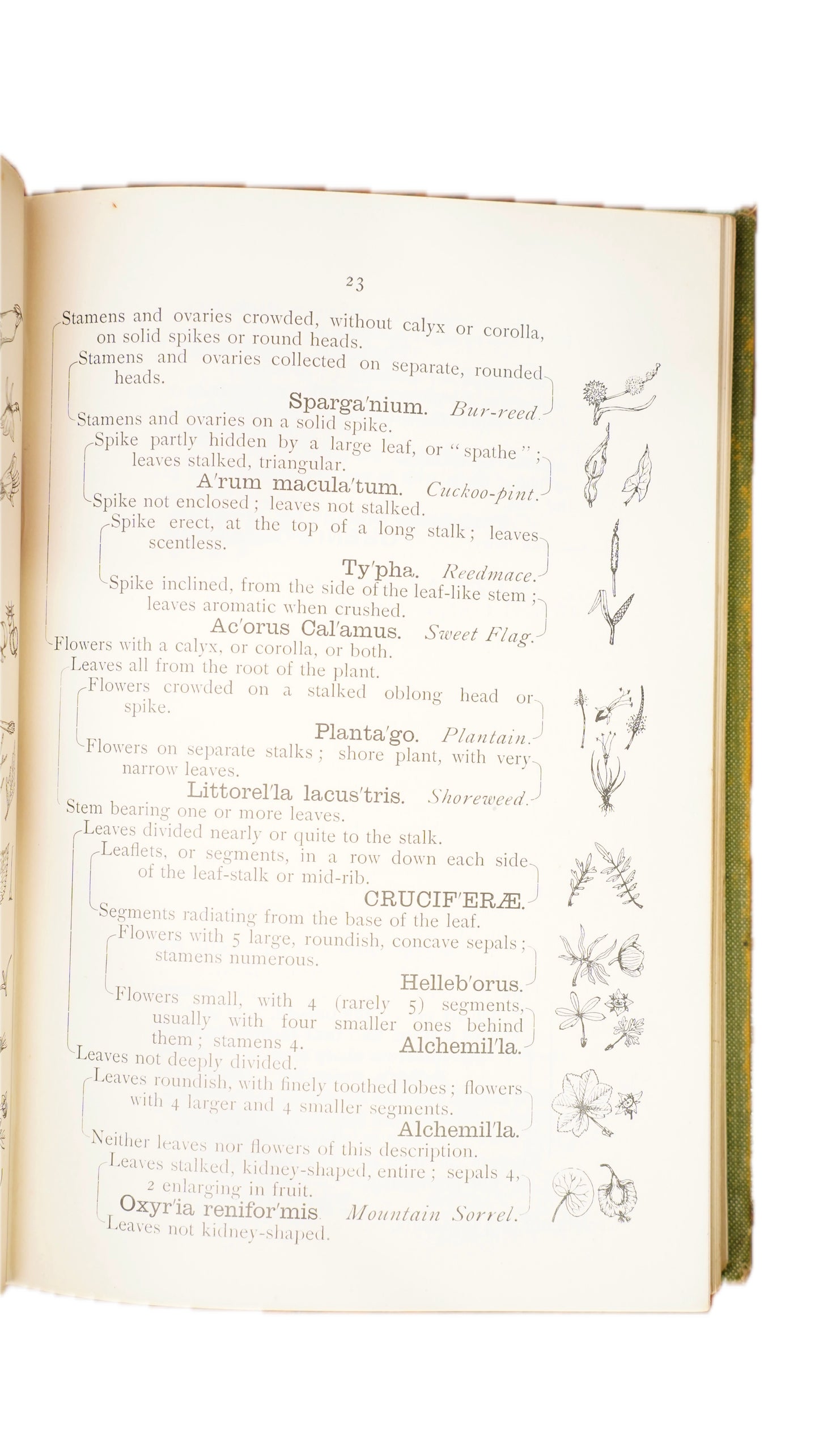 Antique H.G. Jameson Trees and Flowers of England and Wales 1909 Illustrated Guide