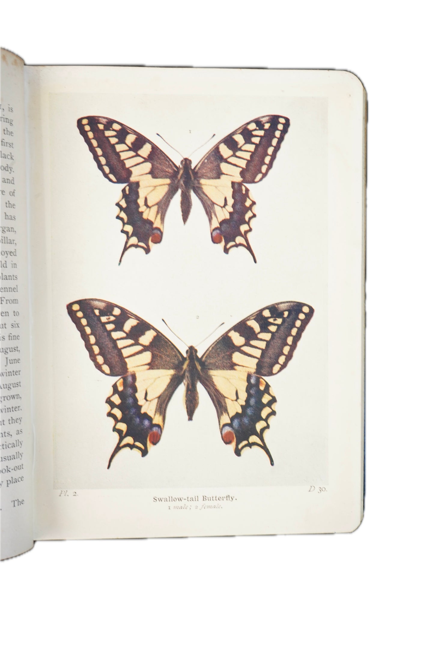 1906 Richard South The Butterflies of the British Isles