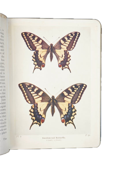 1906 Richard South The Butterflies of the British Isles