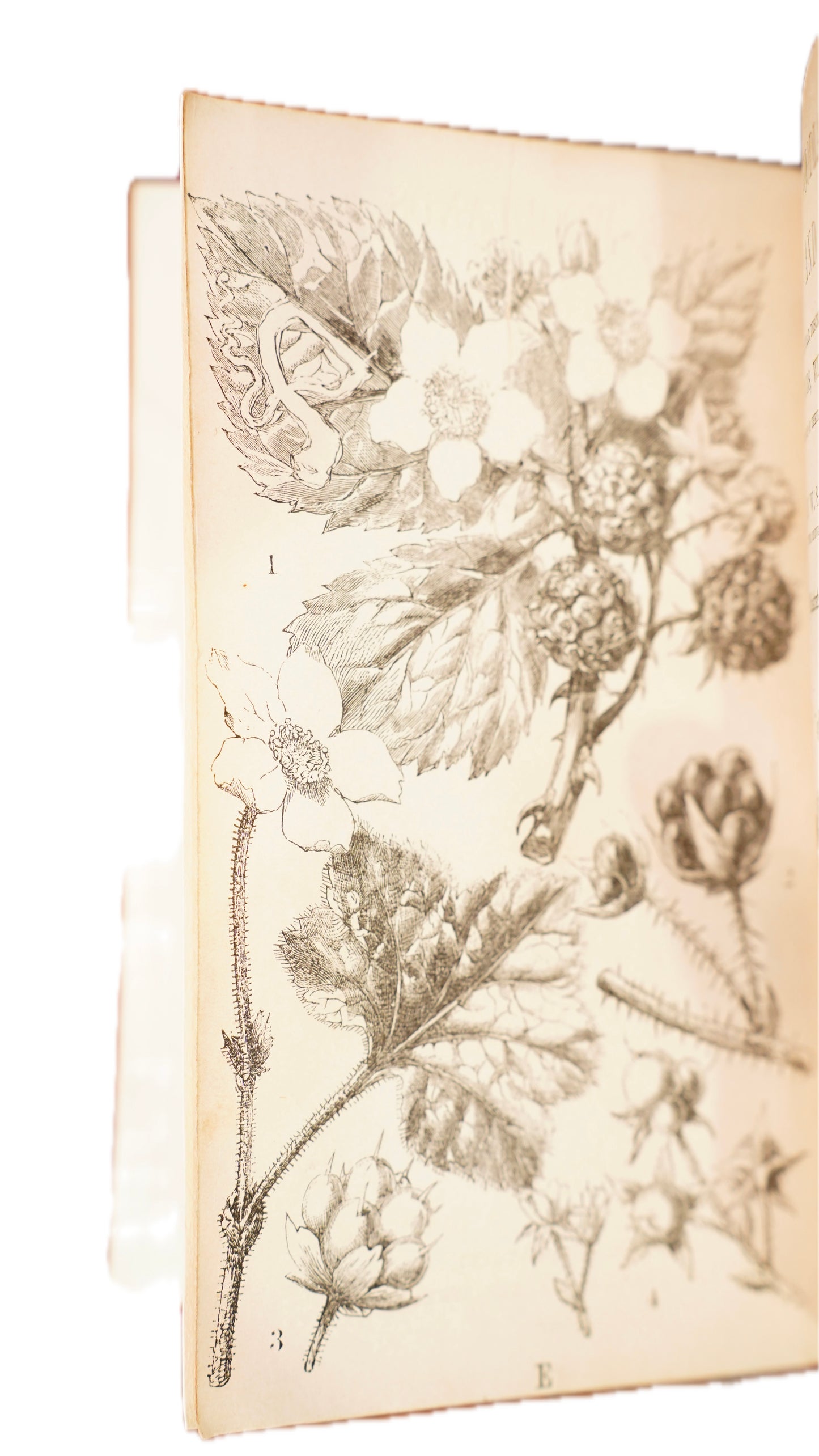 Antique Our Woodlands & British Butterflies W.S. Coleman Routledge 1859-1860