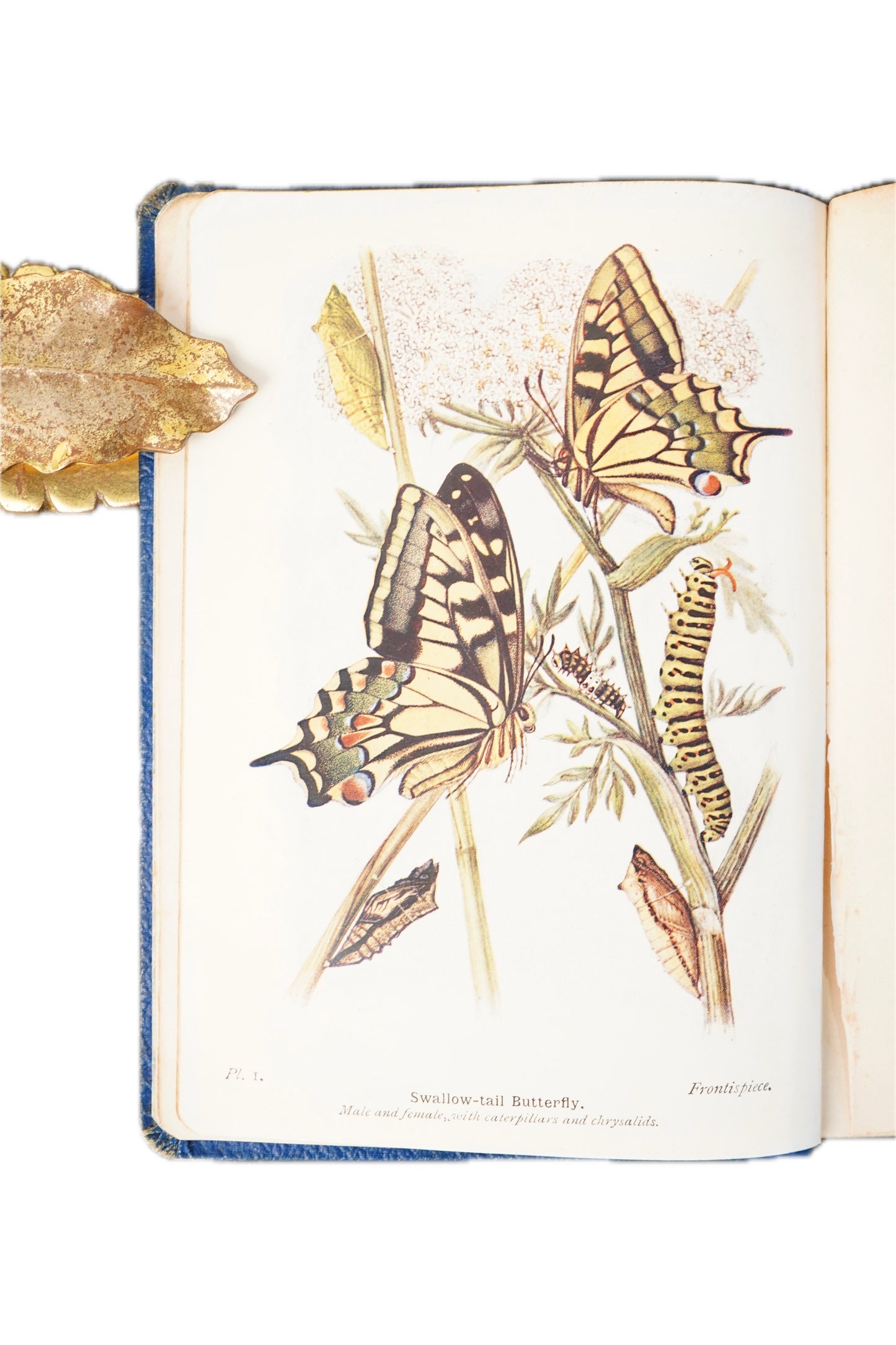 1906 Richard South The Butterflies of the British Isles