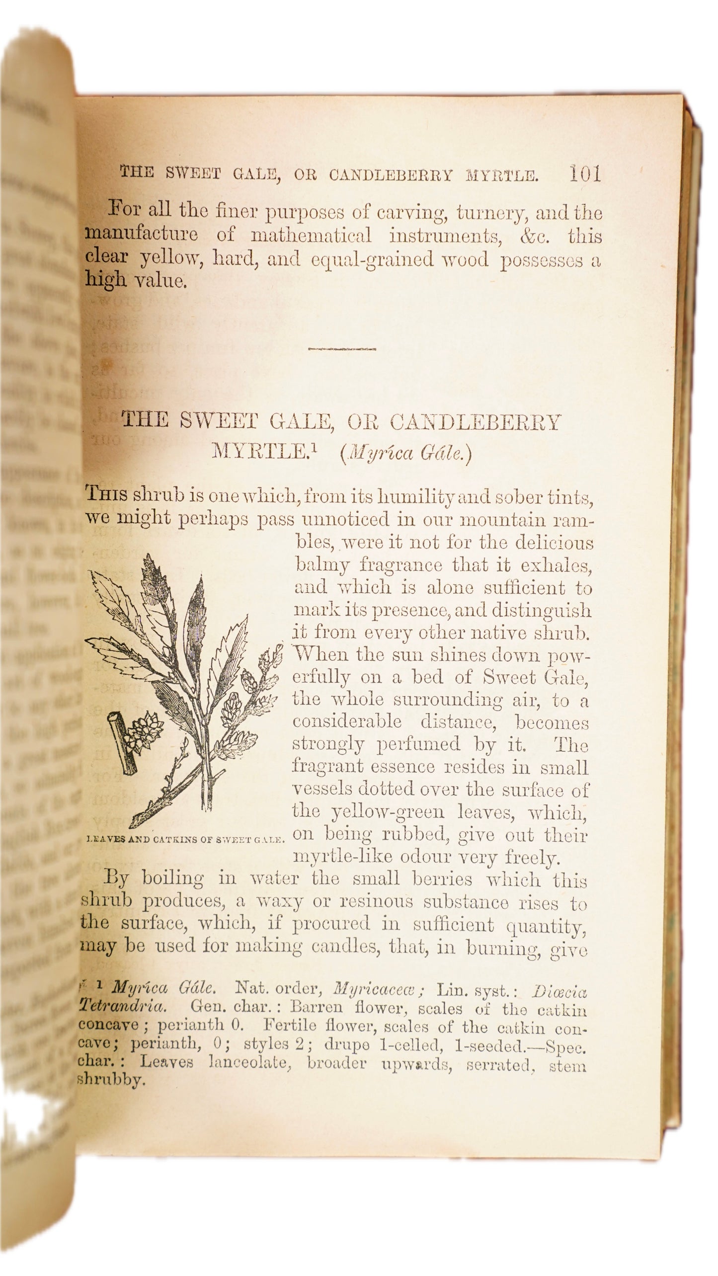 Antique Our Woodlands & British Butterflies W.S. Coleman Routledge 1859-1860