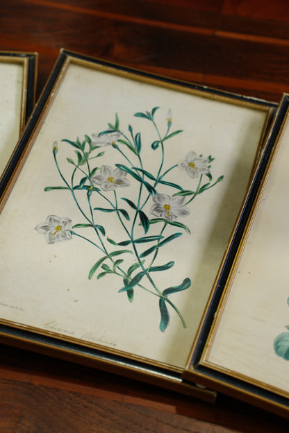 Antique Botanical Lithographs Set of Four, Hand Colored Flower Prints by S. Holden