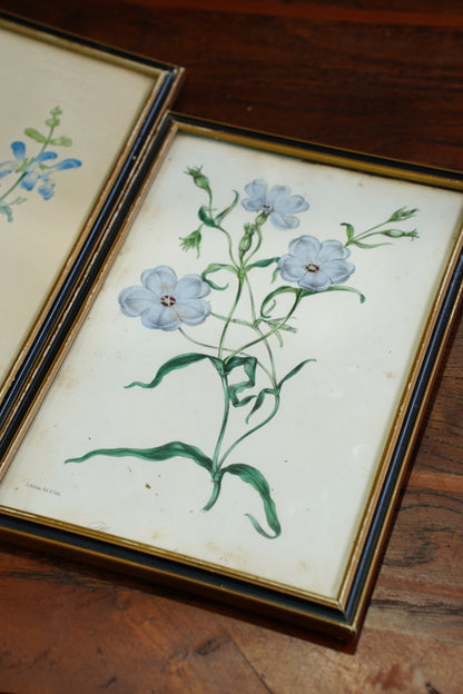 Antique Botanical Lithographs Set of Four, Hand Colored Flower Prints by S. Holden