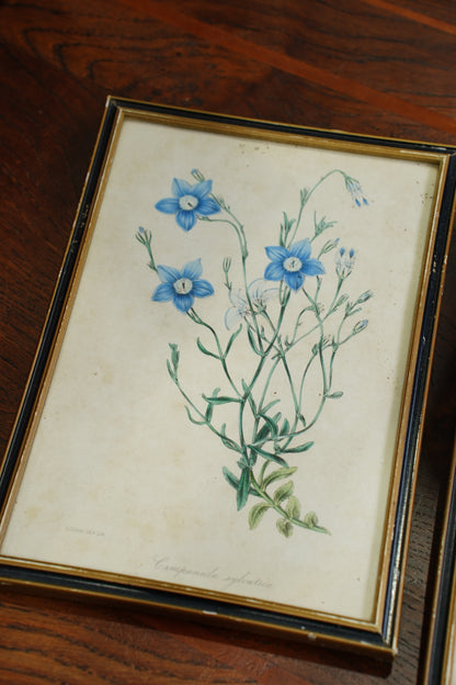 Antique Botanical Lithographs Set of Four, Hand Colored Flower Prints by S. Holden