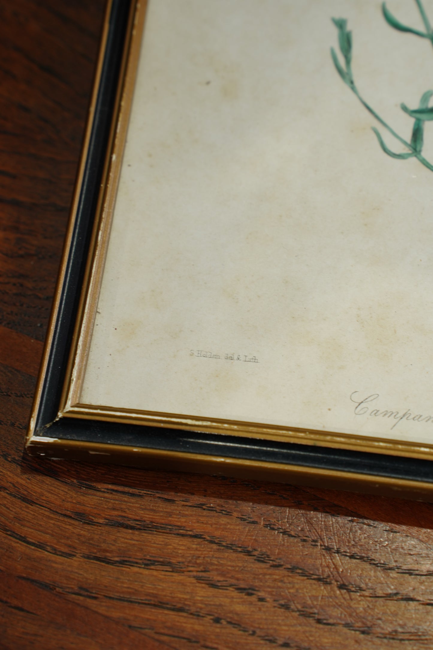 Antique Botanical Lithographs Set of Four, Hand Colored Flower Prints by S. Holden