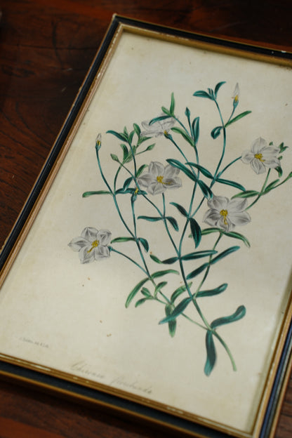 Antique Botanical Lithographs Set of Four, Hand Colored Flower Prints by S. Holden