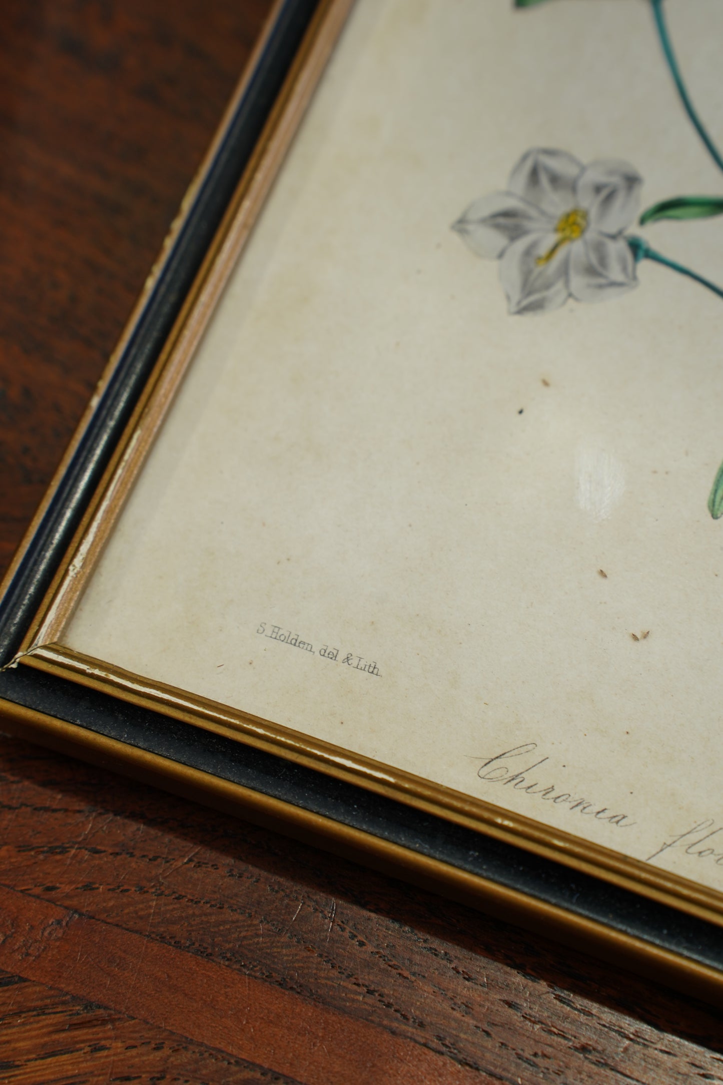 Antique Botanical Lithographs Set of Four, Hand Colored Flower Prints by S. Holden