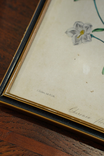 Antique Botanical Lithographs Set of Four, Hand Colored Flower Prints by S. Holden