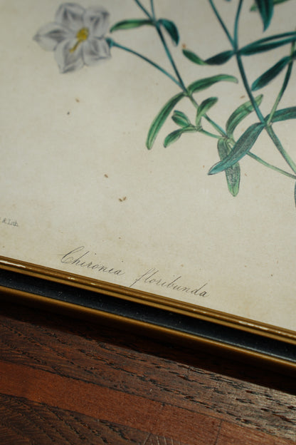 Antique Botanical Lithographs Set of Four, Hand Colored Flower Prints by S. Holden