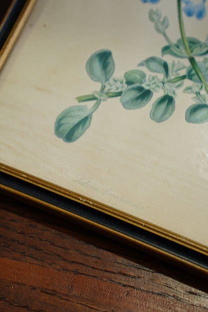 Antique Botanical Lithographs Set of Four, Hand Colored Flower Prints by S. Holden