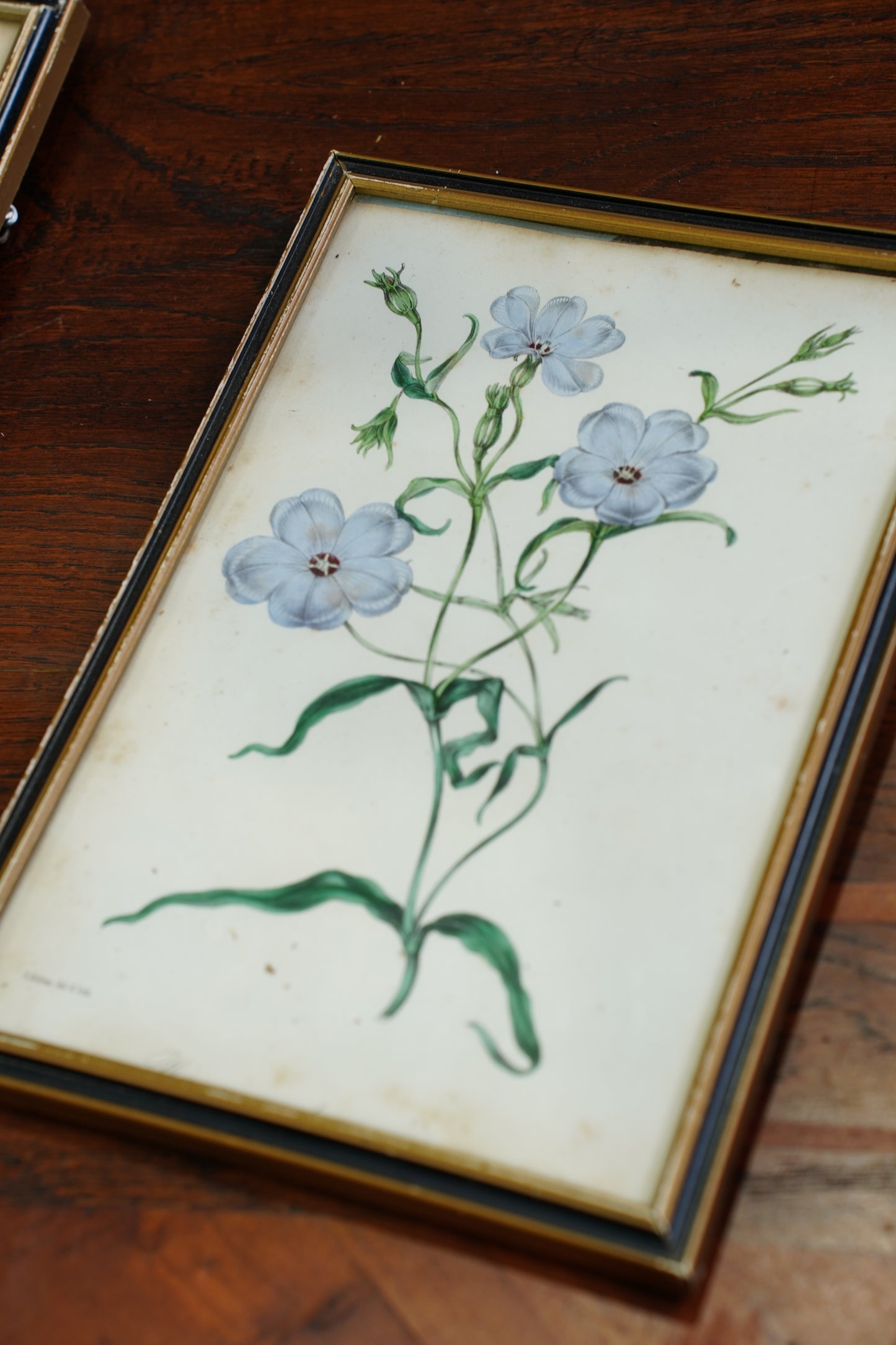 Antique Botanical Lithographs Set of Four, Hand Colored Flower Prints by S. Holden
