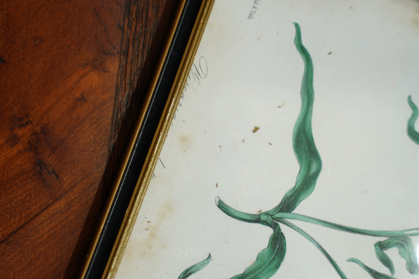 Antique Botanical Lithographs Set of Four, Hand Colored Flower Prints by S. Holden