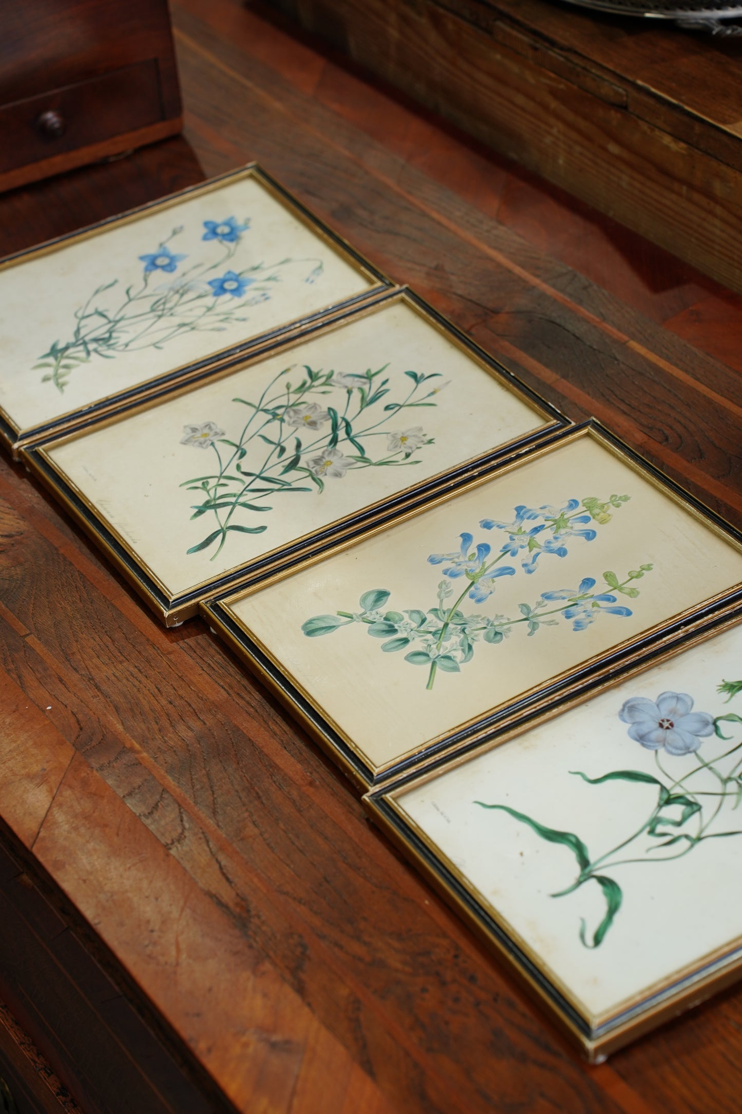Antique Botanical Lithographs Set of Four, Hand Colored Flower Prints by S. Holden