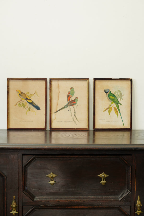 Set of 3 - Parrot Prints after John Gould secondary view