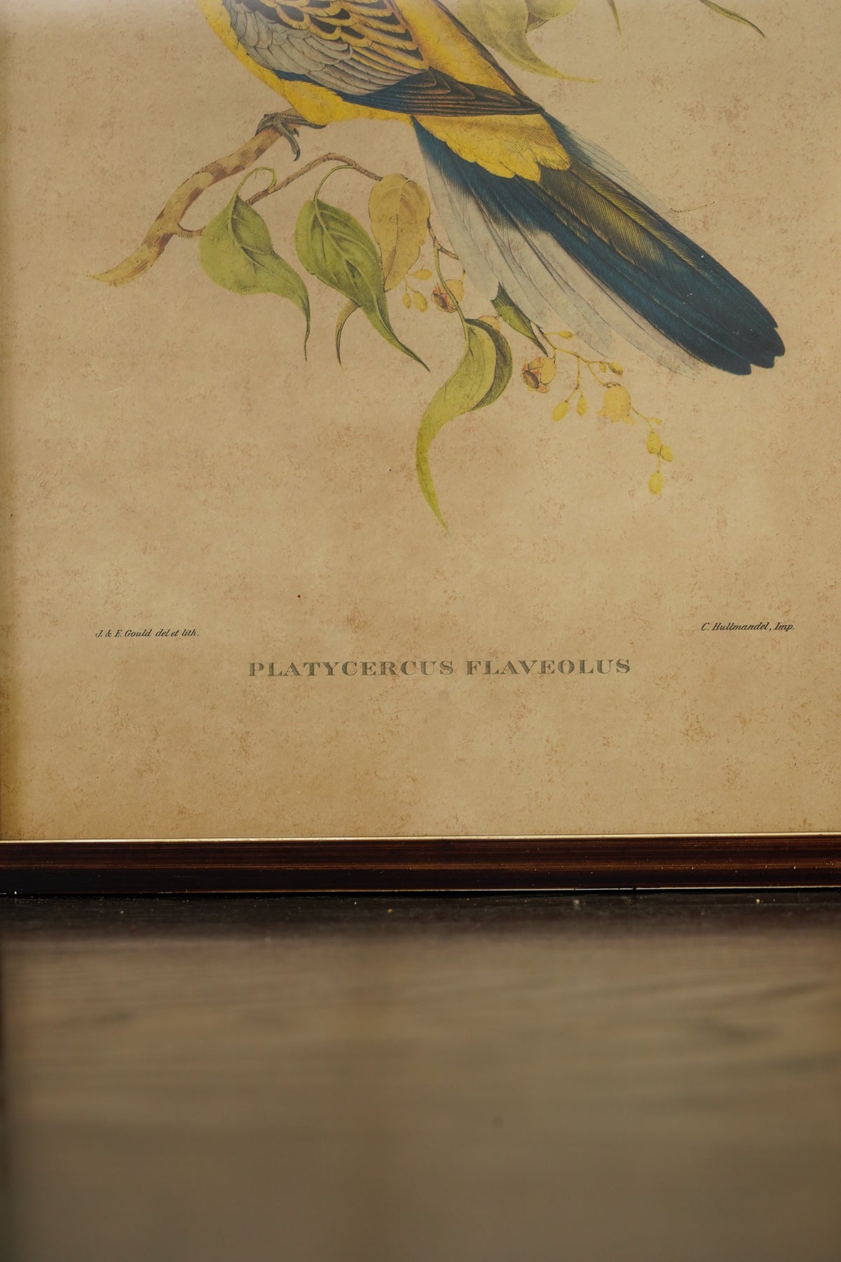 Set of 3 - Parrot Prints after John Gould