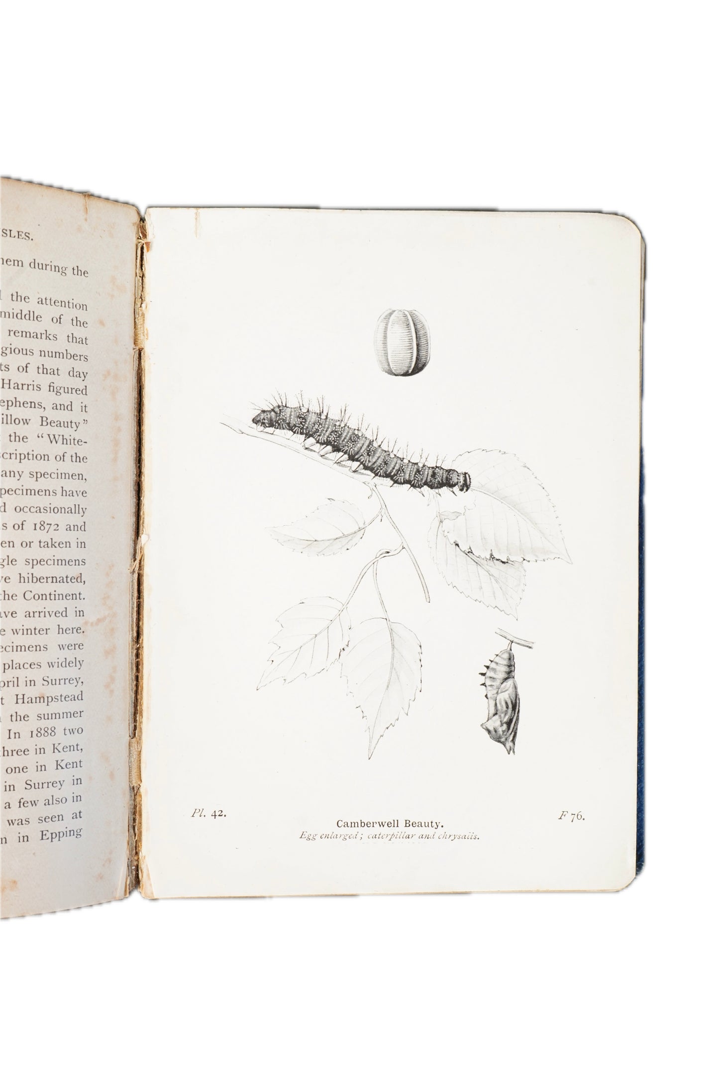 1906 Richard South The Butterflies of the British Isles