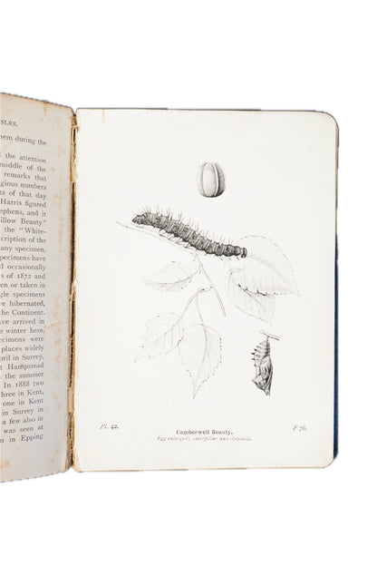 1906 Richard South The Butterflies of the British Isles