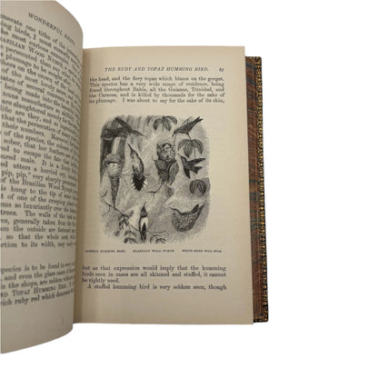 1892 Wonderful Nests, Victorian Natural History Bird Book