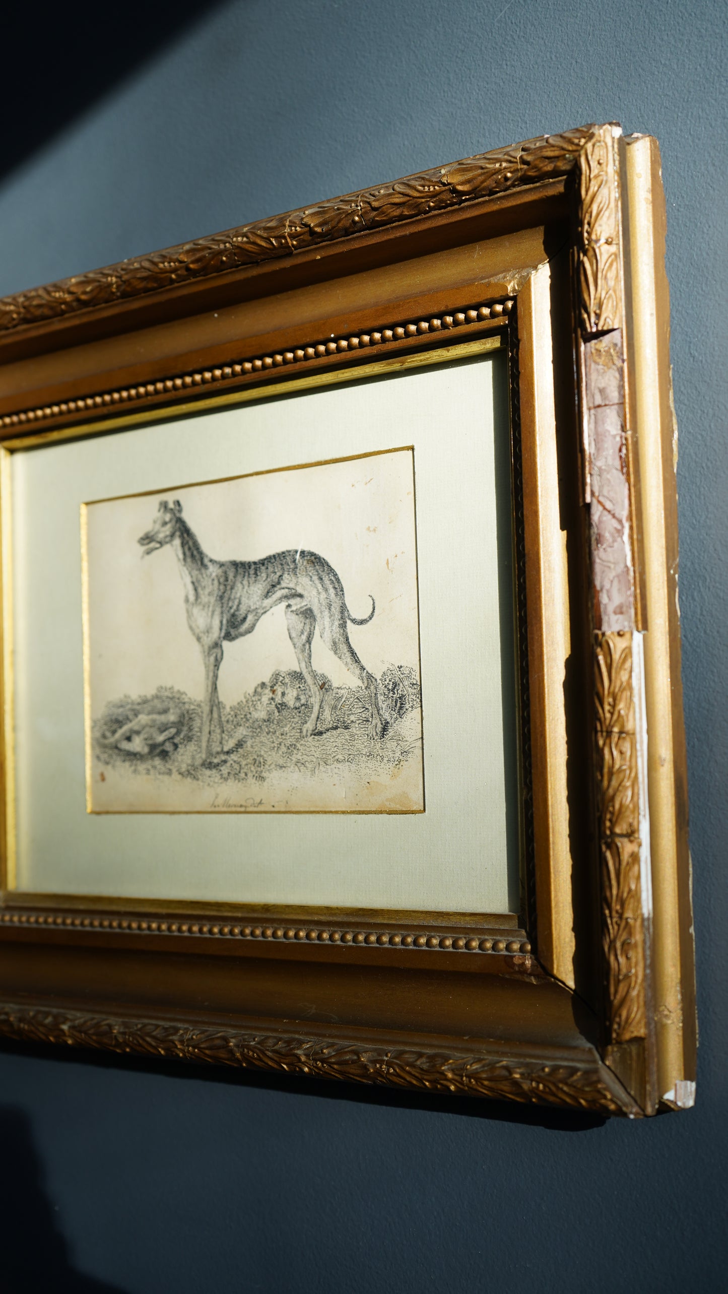 18th-Century British Sporting Etching of a Greyhound | After P. Murray, Delt.