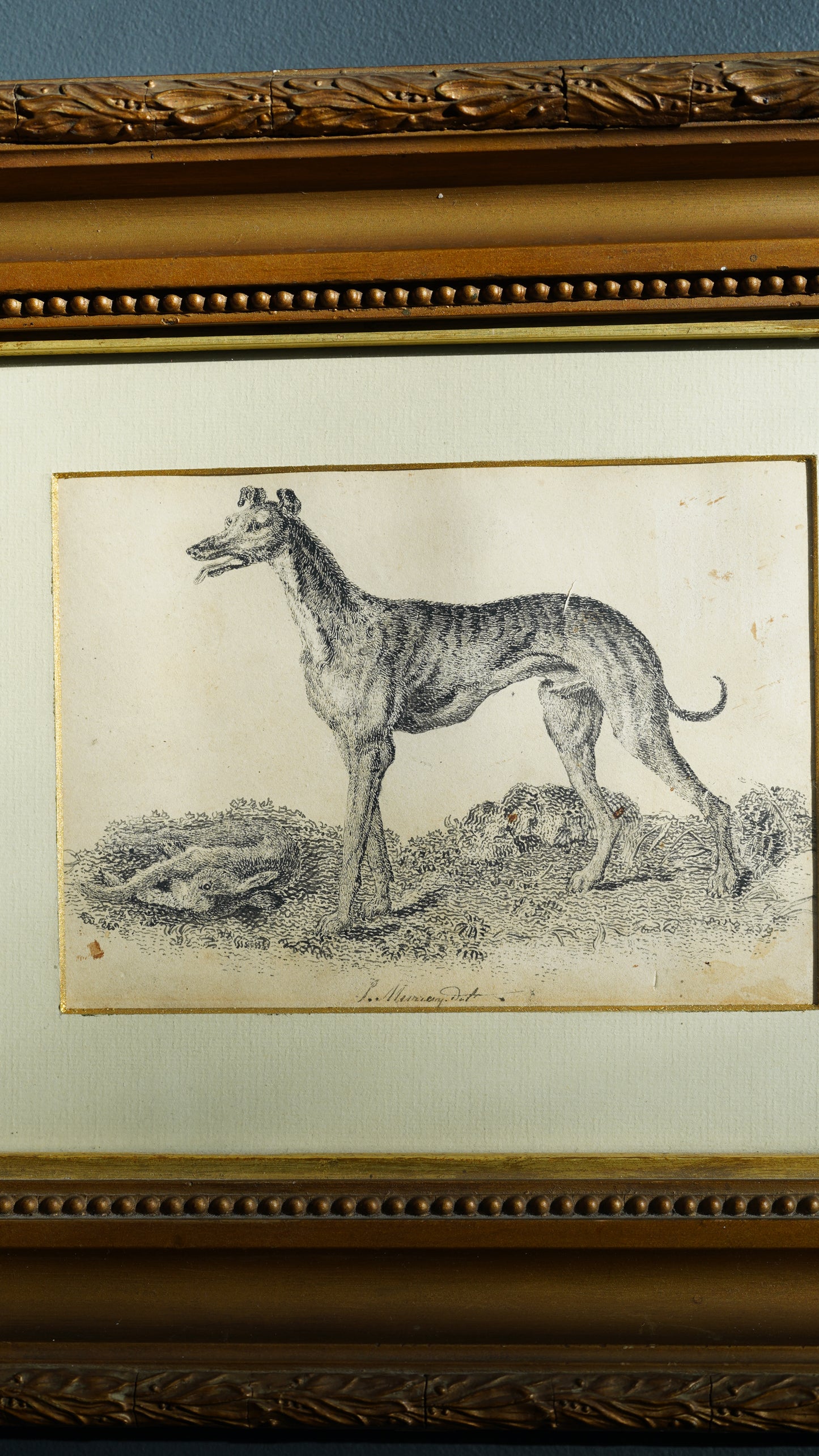 18th-Century British Sporting Etching of a Greyhound | After P. Murray, Delt.
