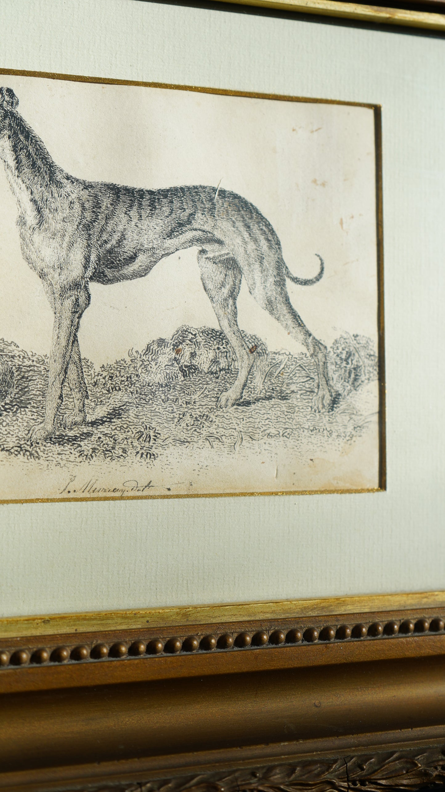 18th-Century British Sporting Etching of a Greyhound | After P. Murray, Delt.