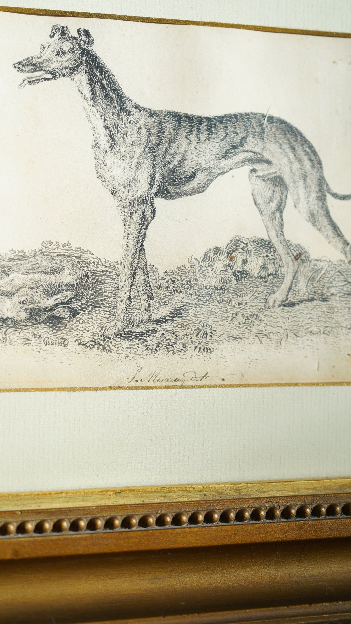 18th-Century British Sporting Etching of a Greyhound | After P. Murray, Delt.