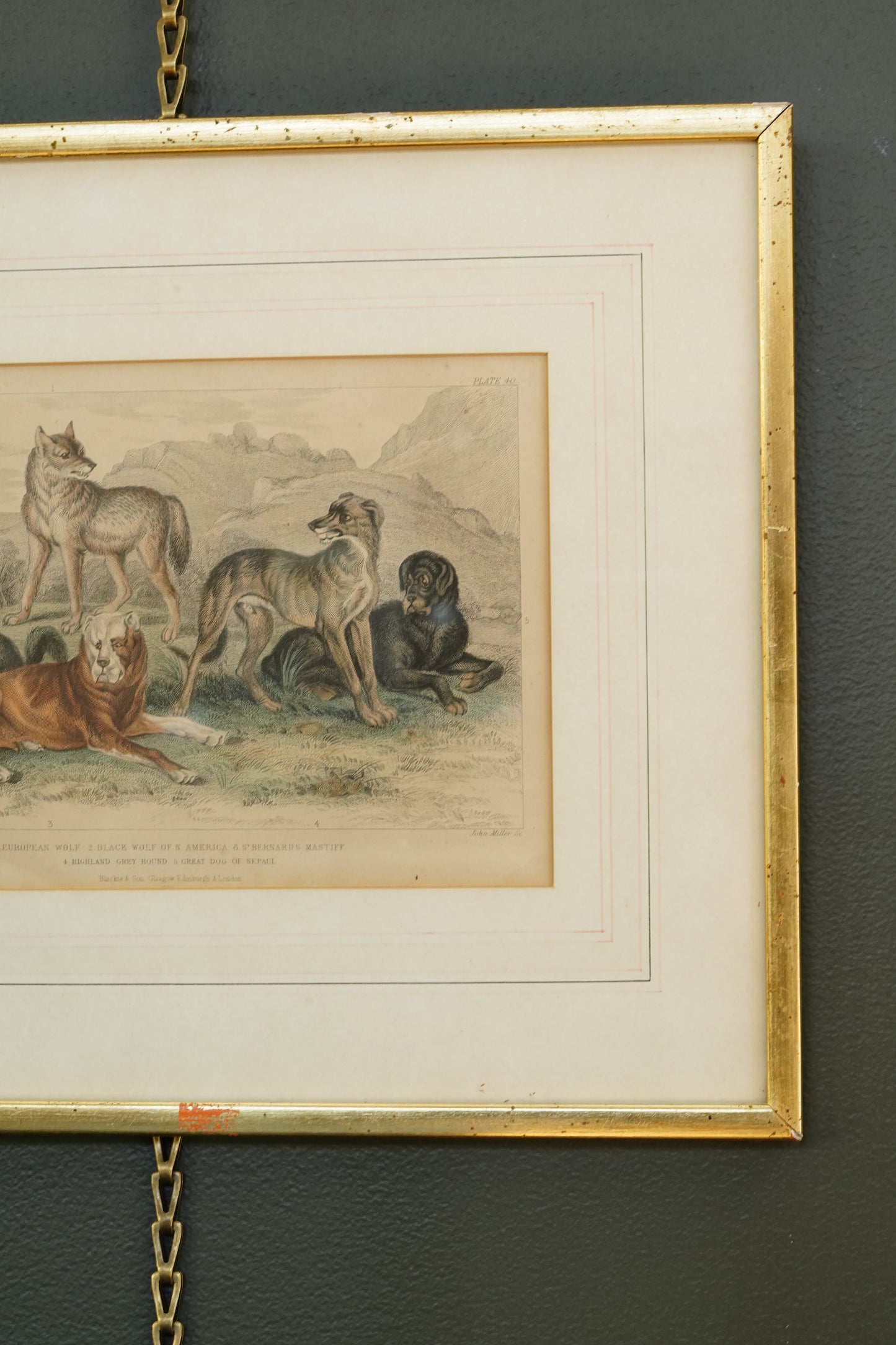 Antique Blackie & Son Hand-Colored Engraving, Wolves and Dogs