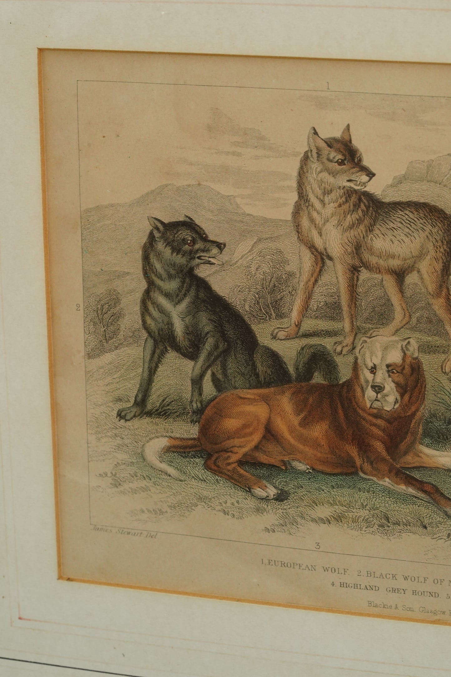 Antique Blackie & Son Hand-Colored Engraving, Wolves and Dogs