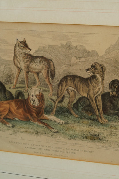 Antique Blackie & Son Hand-Colored Engraving, Wolves and Dogs