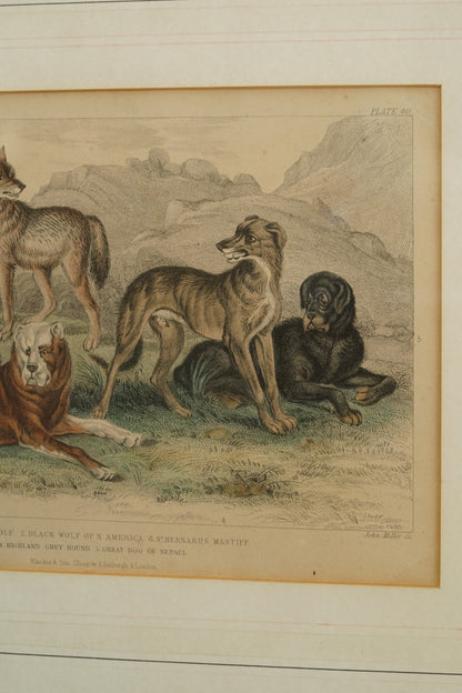 Antique Blackie & Son Hand-Colored Engraving, Wolves and Dogs