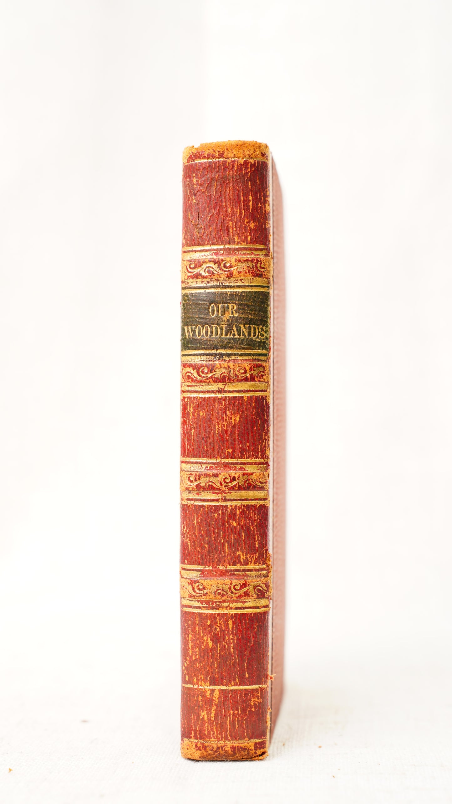 Antique Our Woodlands & British Butterflies W.S. Coleman Routledge 1859-1860