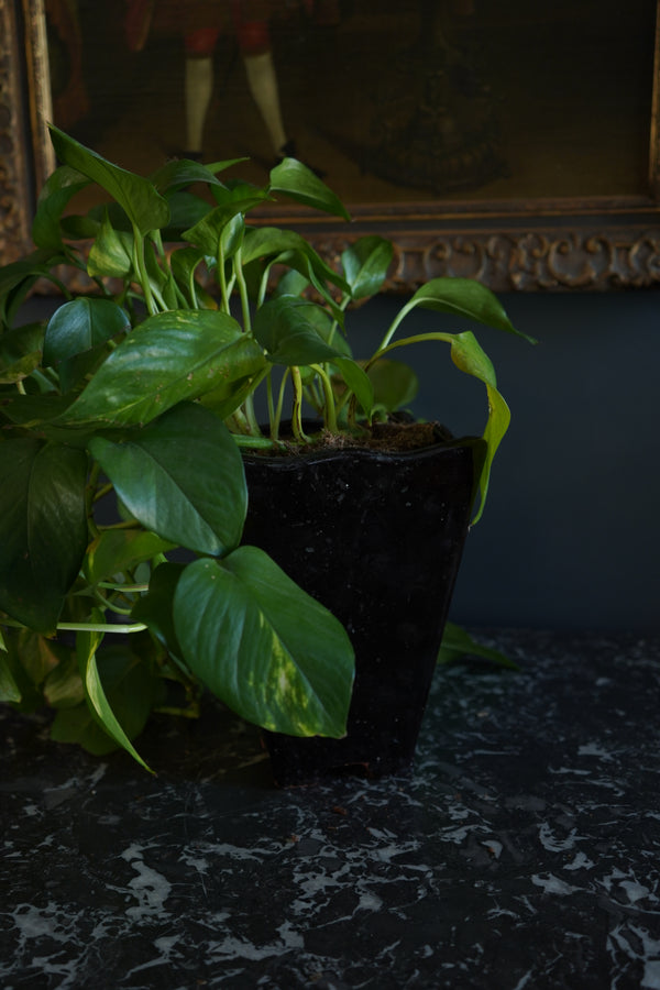 Mid-Century Japanese Black Tenmoku Glazed Terracotta Bonsai Pot | Wabi-Sabi Folk Craft Planter (8.75")